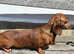 Meet Nita "Bonita" - Our Little Lady Looking for Love!