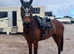 15.2 Irish mare
