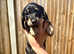 Beautiful Dachshund Puppies