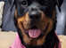 Rottweiler Puppies Looking for Loving Homes
