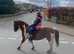 OFFERS invited !14.1 bombproof mare