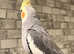 Beautiful baby green Indian ringnick parrot