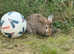 Havana/European rabbit babies for homes now.