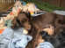 5 beautiful cocker spaniel pups looking for there forever home