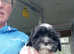 Lhasa X shih tzu pups, Aberdeenshire
