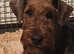 2 Male quality Airedale puppies from litter of 9
