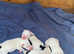 Parson Russell Terrier Puppies - 4 Adorable Bundles of Joy!