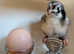 Chicks for sale  (various Purebreeds)