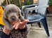 ONE GIRL SILVER LABRADOR LEFT FOR SALE