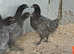 1415 week old Bluebell Pullets