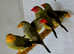 Star Finches  male female,6