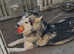 Beautiful  female bi eyed alaskan  malamute
