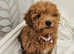 2 beautiful westipoo puppies