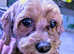 Beautiful cavapoo / cockapoo