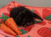6 mini lop babies available