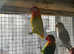 Lovebirds for sale