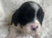 Ready now reduced price Cavalier King Charles spaniel x springer spaniel puppies