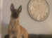 belgium shep girl