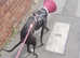 2 year old girl whippet read discription
