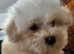 Maltipoo pups for sale