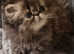 GCCF REGISTERED PERSIAN KITTENS