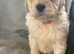 Minature Goldendoodles