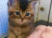 Two Scottish Fold kittens for sale