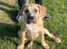Boerboel girl