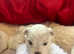 Pedigree Maltase puppies