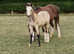 Stunning welsh A colt foal