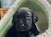 STUNNING SPRINGADOR PUPPIES