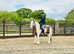 Gypsy super safe cob
