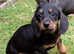 Miniature Dachshund puppy