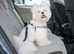 Universal Dog Seat Belt Restrain.  PRICE £1.89P