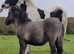 Yearling colt