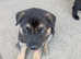 German shepherd,  Belgium Malinois, Labrador cross