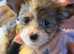 Chinese crested x chihuahua puppies. JUST 3 left now