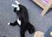 4 Scottish folds kittens