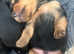 Yorkshire terrier puppies