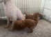 Red miniature poodles