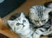 Bsh.Silver Tabby kitten.GCCF.