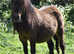 Standard Shetland Mare