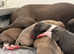 KC Reg Italian Greyhounds 5 Star Council Licensed Breeder
