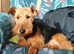 Beautiful Welsh terrier looking for loving home