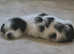 Morkie puppies