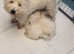 West Highland Terrier Puppies