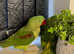 Stunning young alexandrine parrot