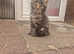 Maine coon x kittens