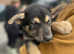 German Shepherd cross Malamute Puppies