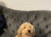Labradoodle
